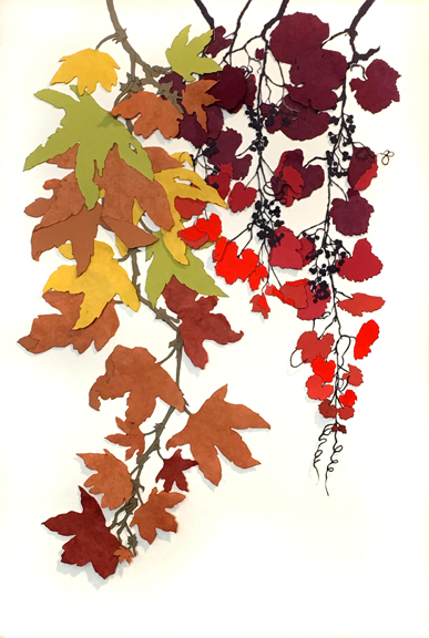 Western Sycamore