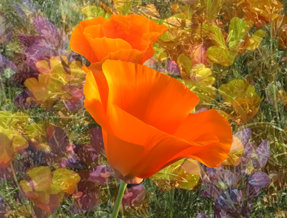CalifPoppyOrange #3