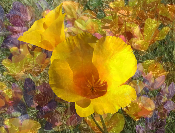 CalifPoppyOrange #3