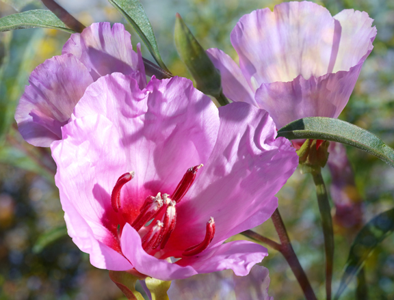 Clarkia #3