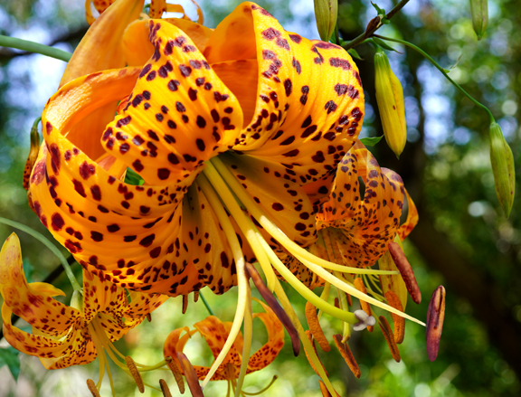 Humboldt Lily #1
