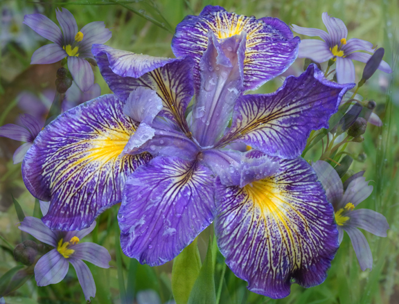 Iris Dark Blue