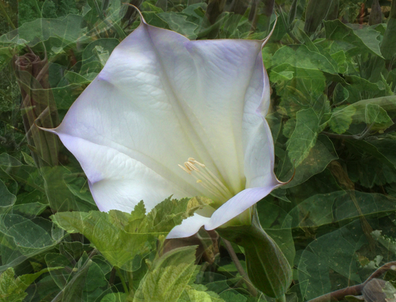 JimsonWeed #2