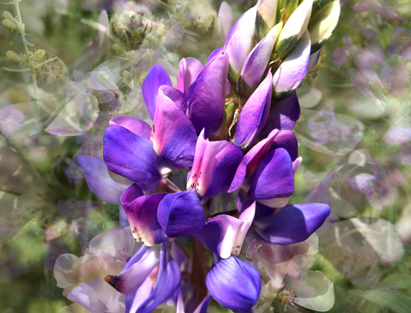 LupinPurple #6