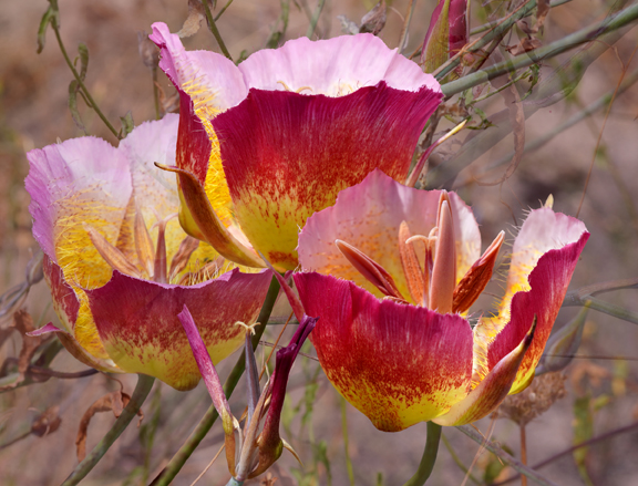 Mariposa Lily #8