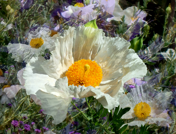 MatilijaPoppy #3