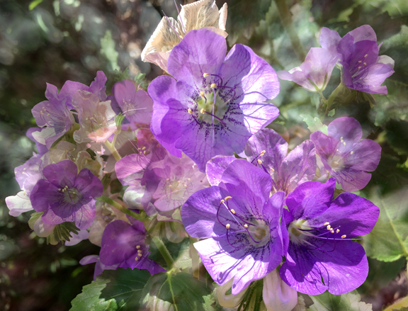 Phacelia #7