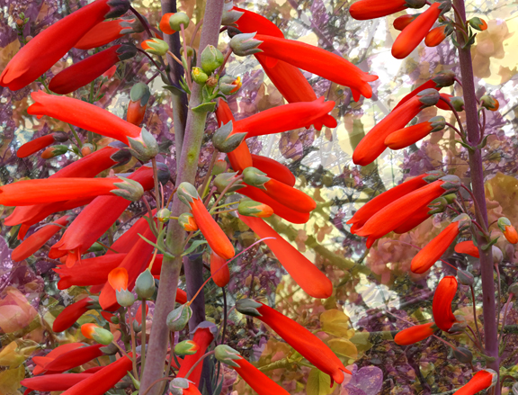 Scarlet Bugler #8