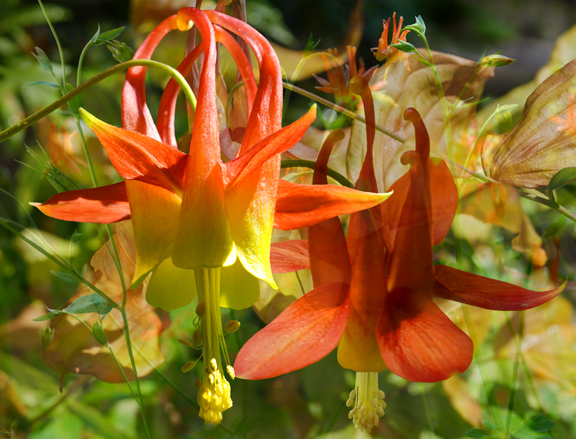 CF-WesternColumbine  #5