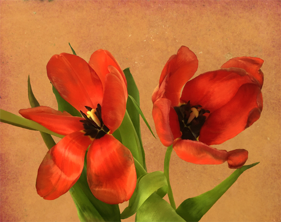 ClaudesTulips #2