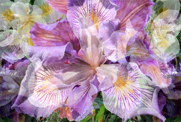 MF-Iris