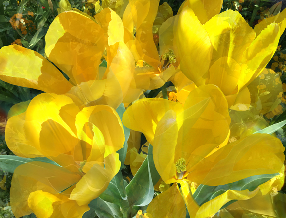 Tulip Yellow Fl Background 8