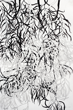 Eucalyptus #3