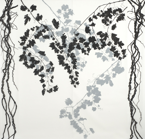 Grape  Vine