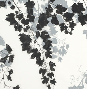 Grape  Vine detail