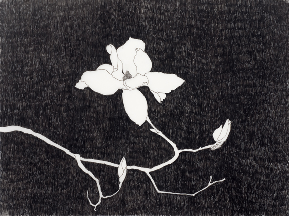 Magnolia #2