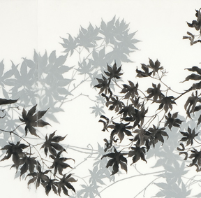 Maple detail