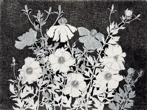 Matilija Poppy