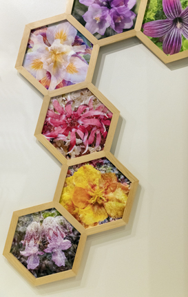 LAX Hexagon-1
