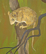 HarvestMouse