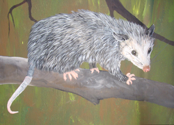 Opossum