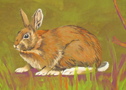 Rabbit