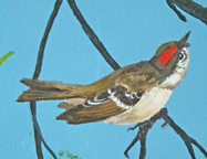 RubyCrownKinglet